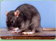 rat control Willesden